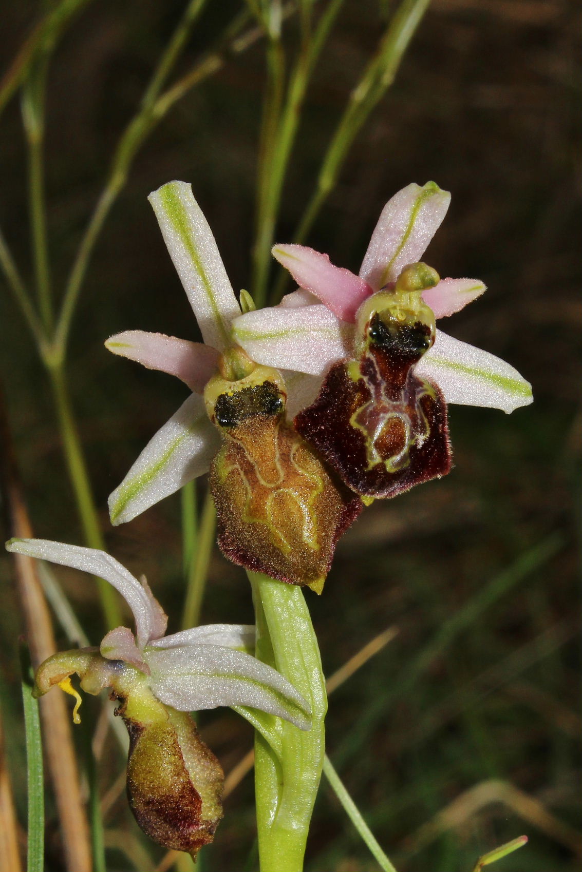 Ophrys exaltata subsp. montis-leonis - variabilit